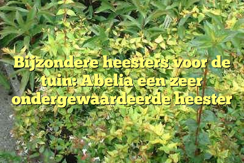 Bijzondere heesters voor de tuin: Abelia een zeer ondergewaardeerde heester